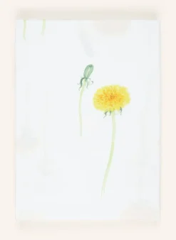 Bettwäsche PUSTEBLUME
