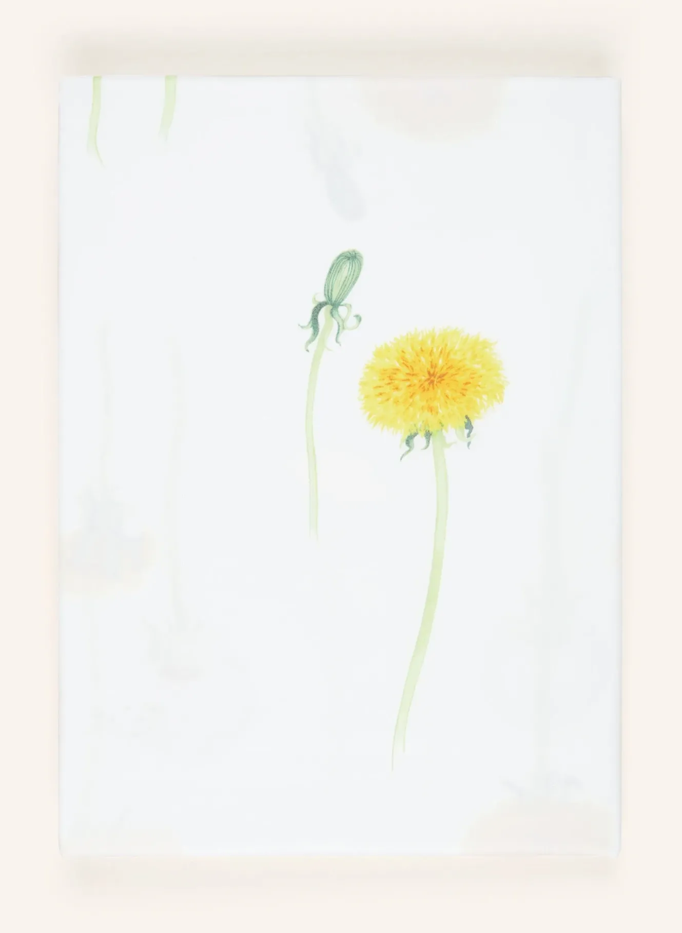 Bettwäsche PUSTEBLUME