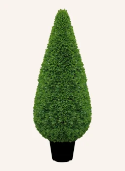 Buchsbaum KEGEL