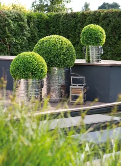 Buchskugel BUXUS