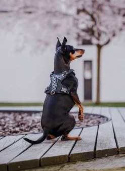 Hundegeschirr TRÈS CHIC
