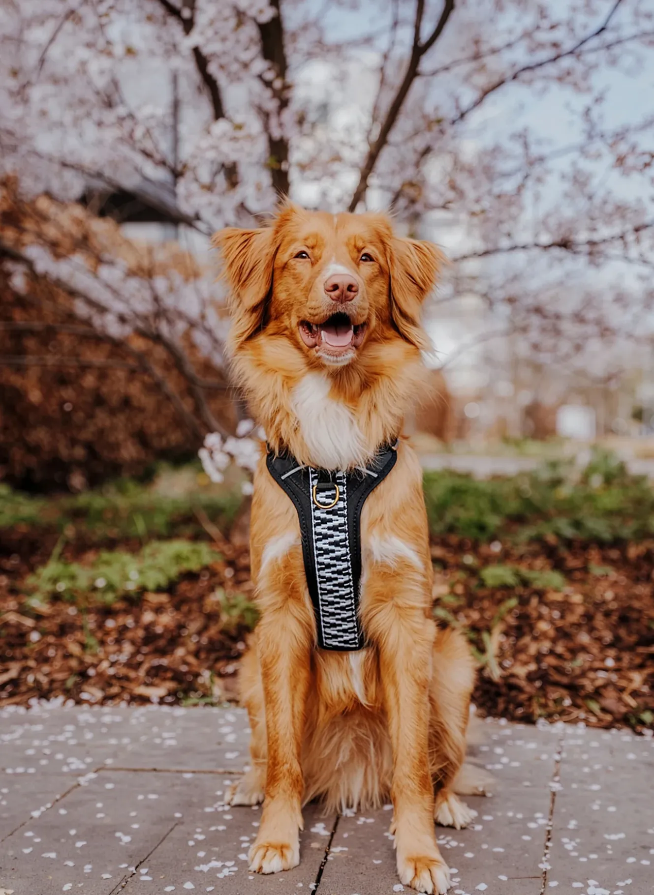 Hundegeschirr TRÈS CHIC