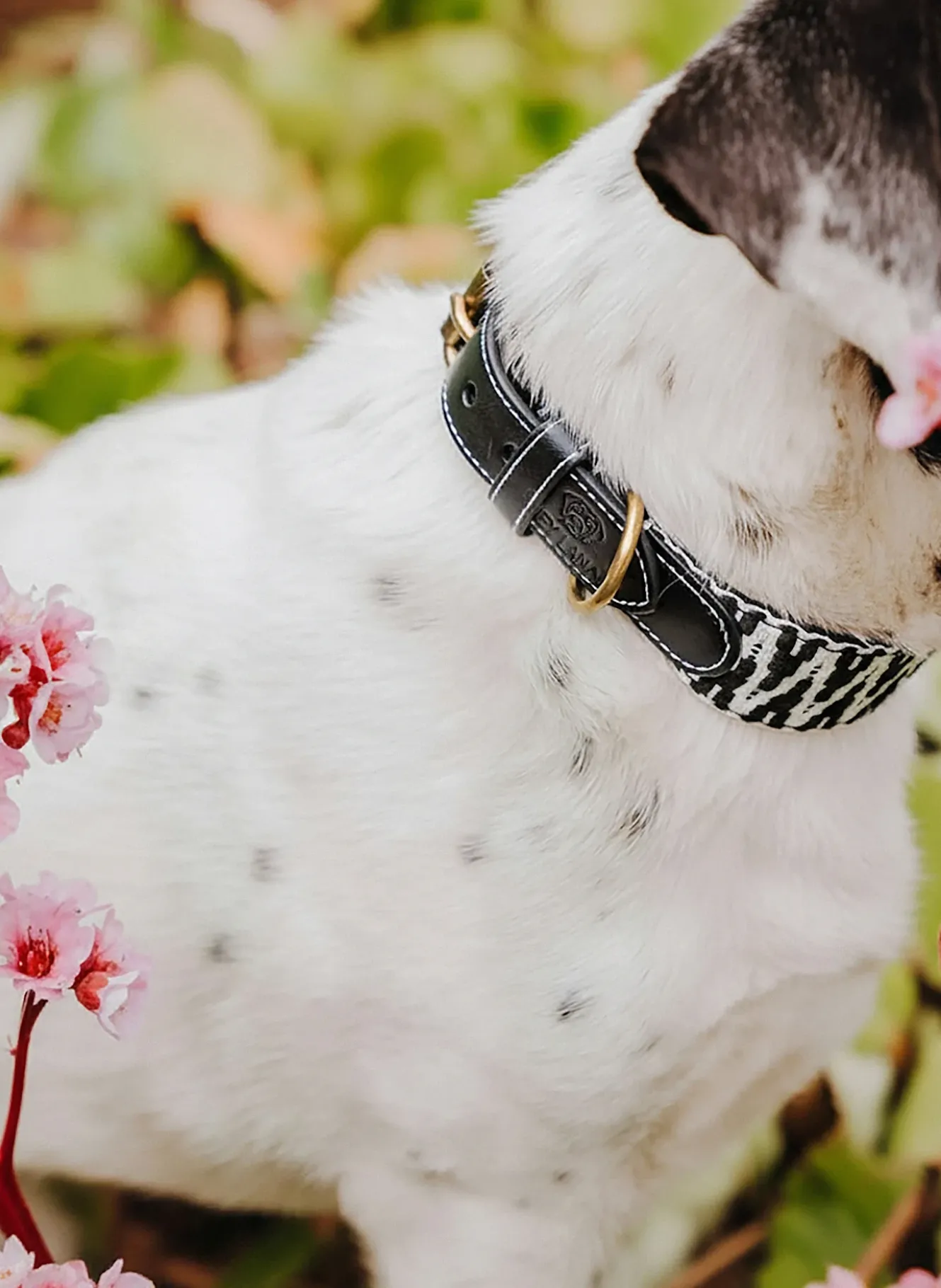 Hundehalsband TRÈS CHIC