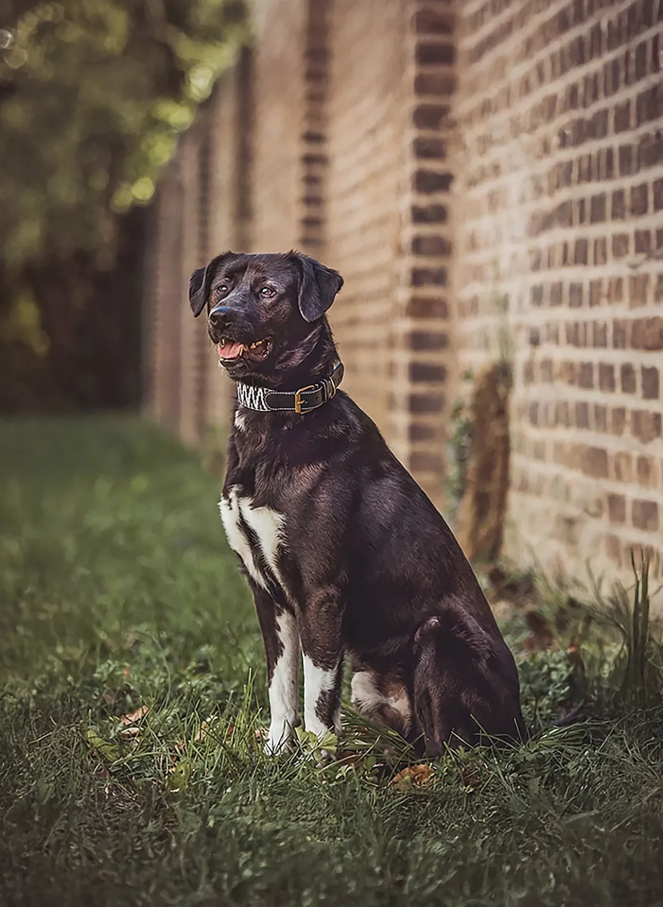 Hundehalsband TRÈS CHIC