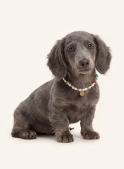 Hundekette STUDIO 54