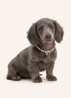 Hundekette STUDIO 54
