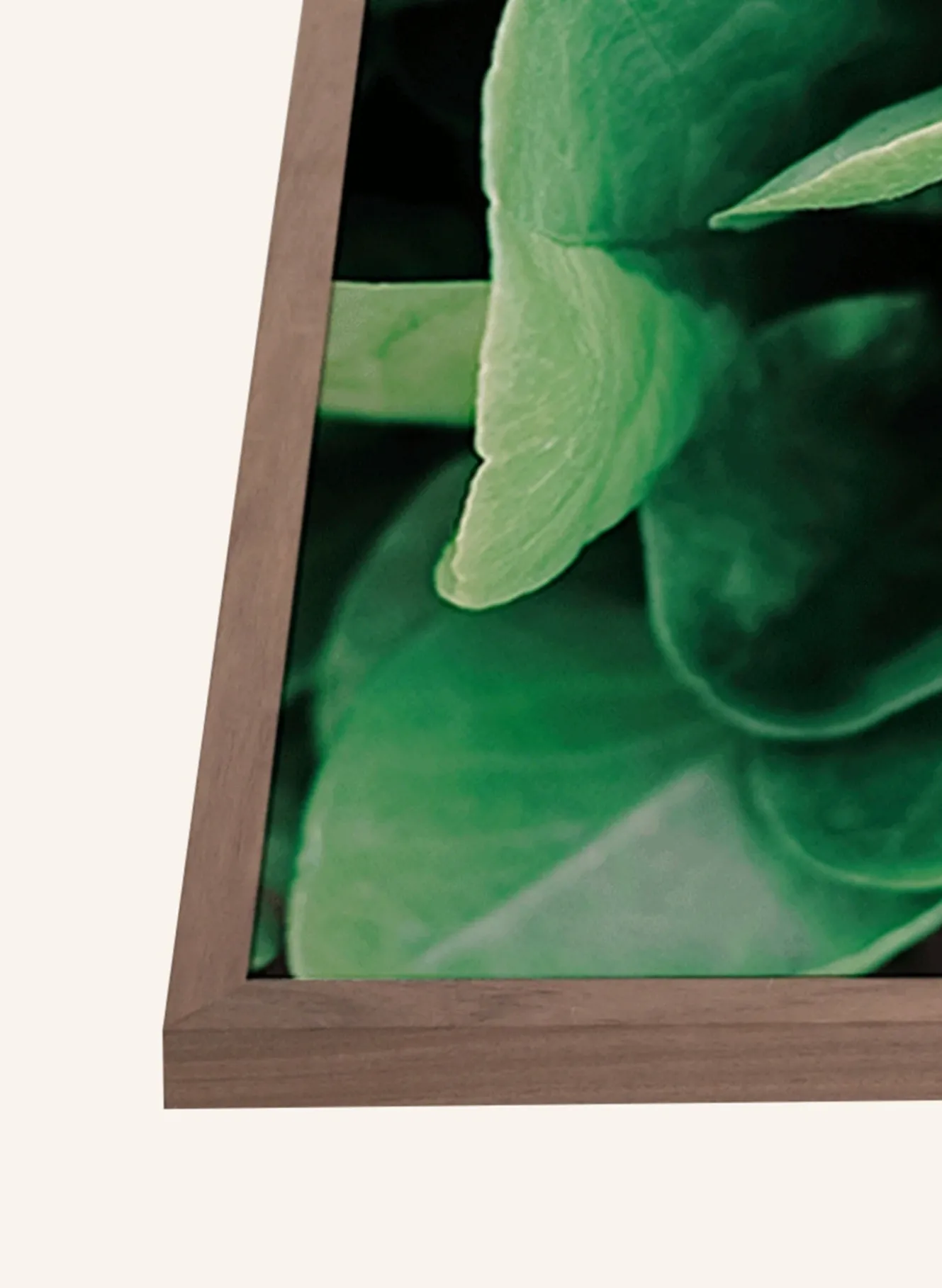 Wandbild GRÜNE FRISCHE PFLANZEN mit Rahmen